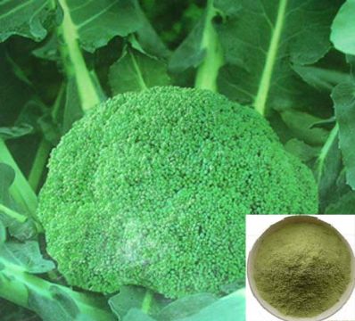  Broccoli Extract